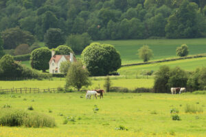 Cows grazing peacefully in a lush green field under a clear sky.