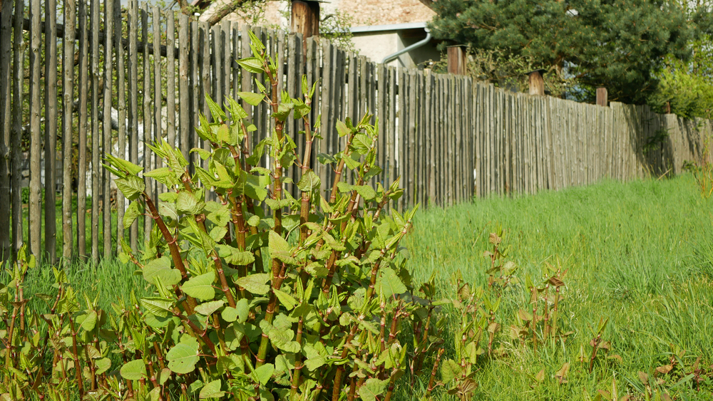 A bush in front of a wooden fence in a garden setting.