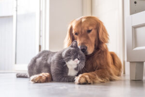 A dog and cat peacefully lying together on the floor.